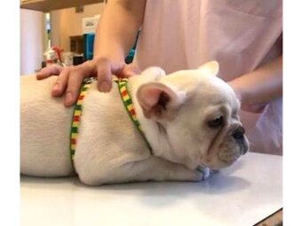 フレンチブルドッグ,動画