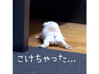 フレンチブルドッグ,動画