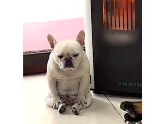 フレンチブルドッグ,動画