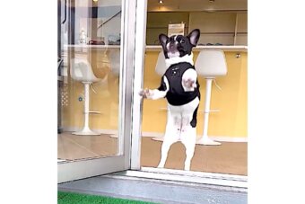 フレンチブルドッグ,動画