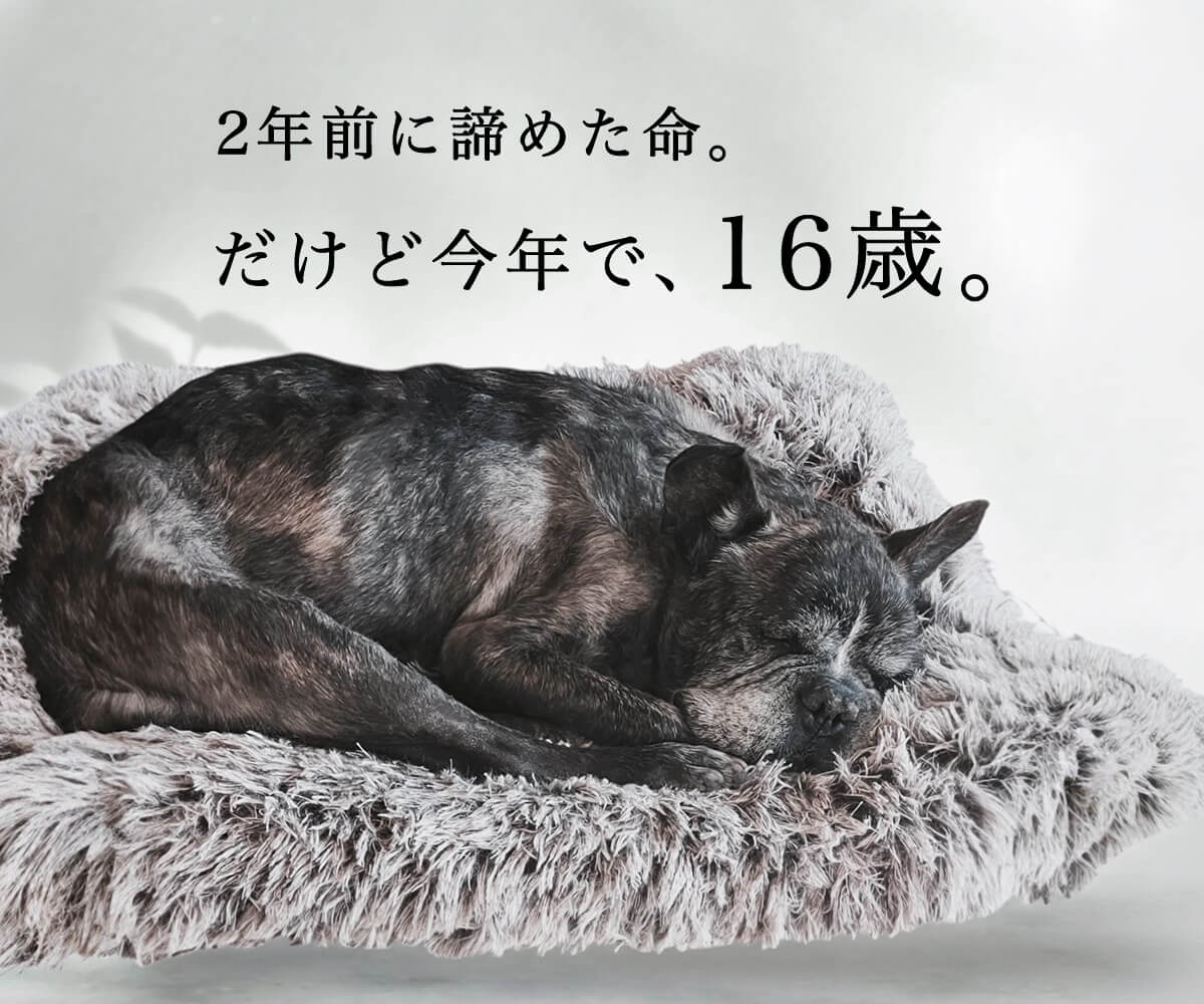 諦めかけた命。あれから2年、フードを変えたら15歳の今もお散歩大好き