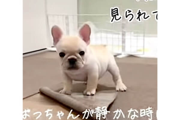 ハッ）イタズラをママに見られてたと気づいた生後2ヶ月のフレブルが