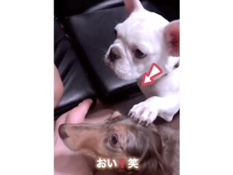 フレンチブルドッグ,動画