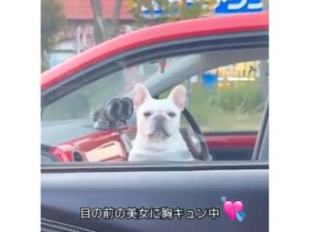フレンチブルドッグ,動画