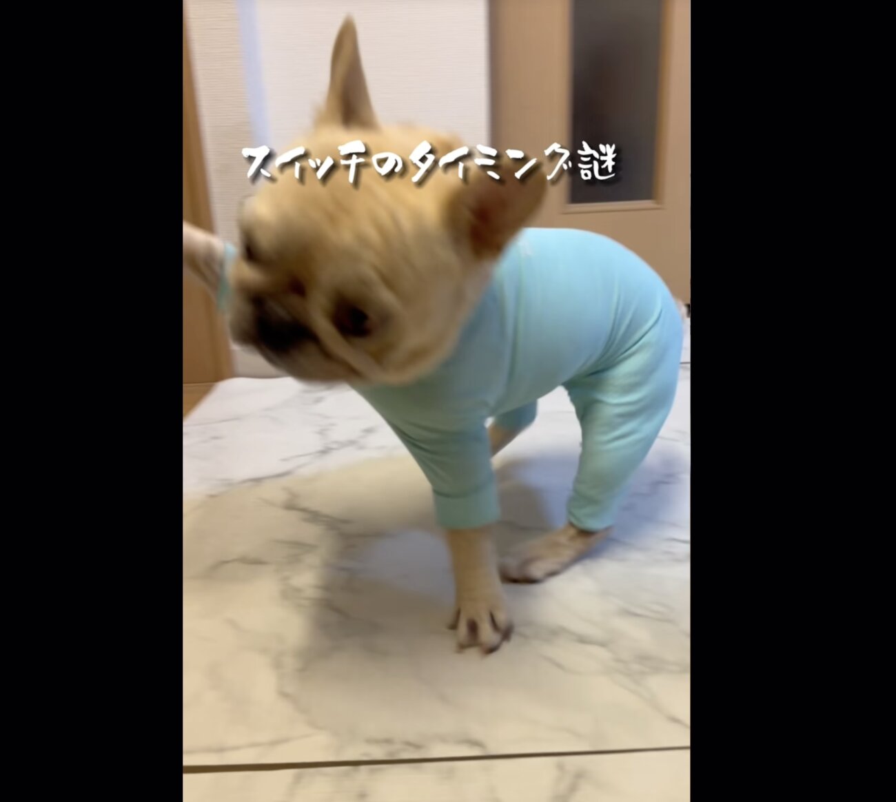 フレンチブルドッグ,動画