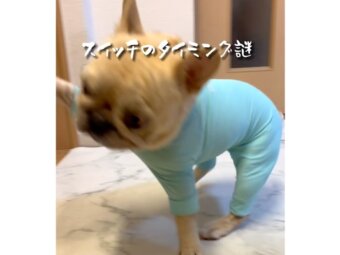 フレンチブルドッグ,動画