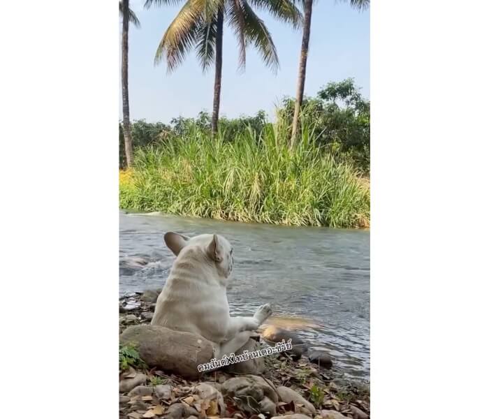 フレンチブルドッグ,動画