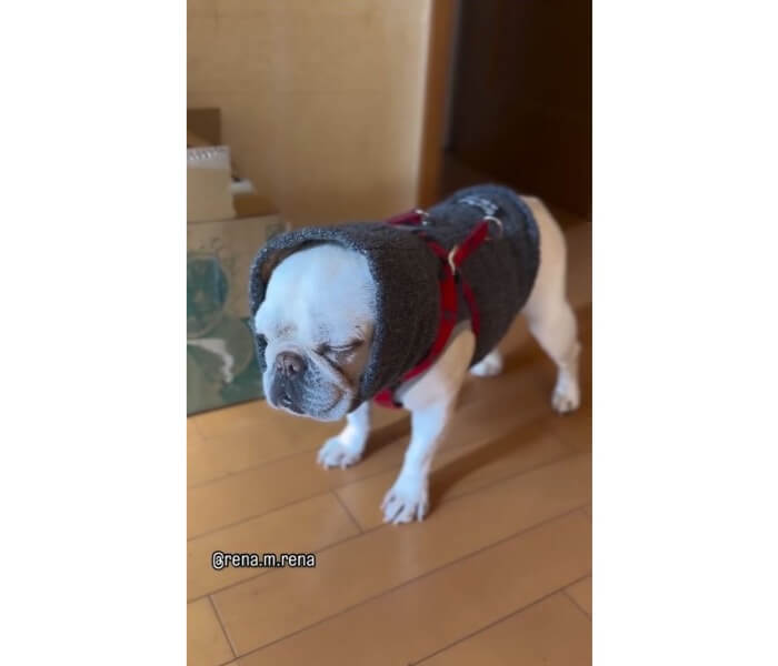 フレンチブルドッグ,動画