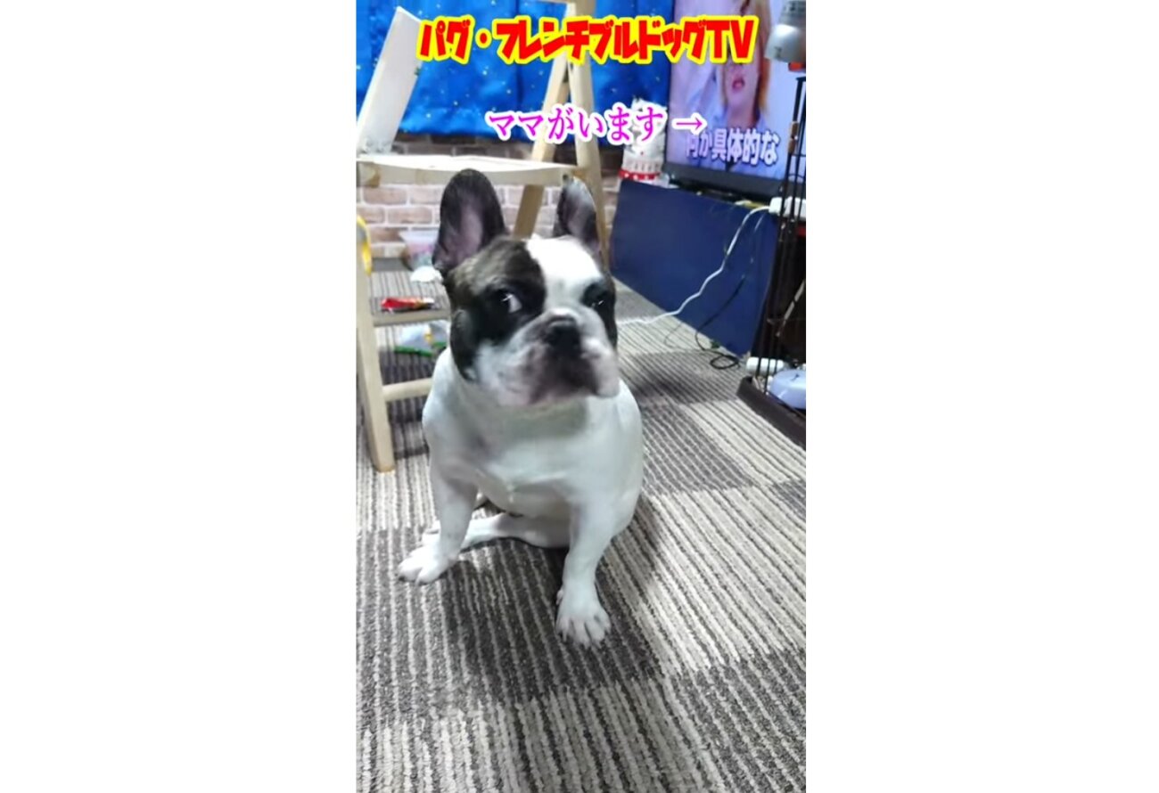 フレンチブルドッグ,動画