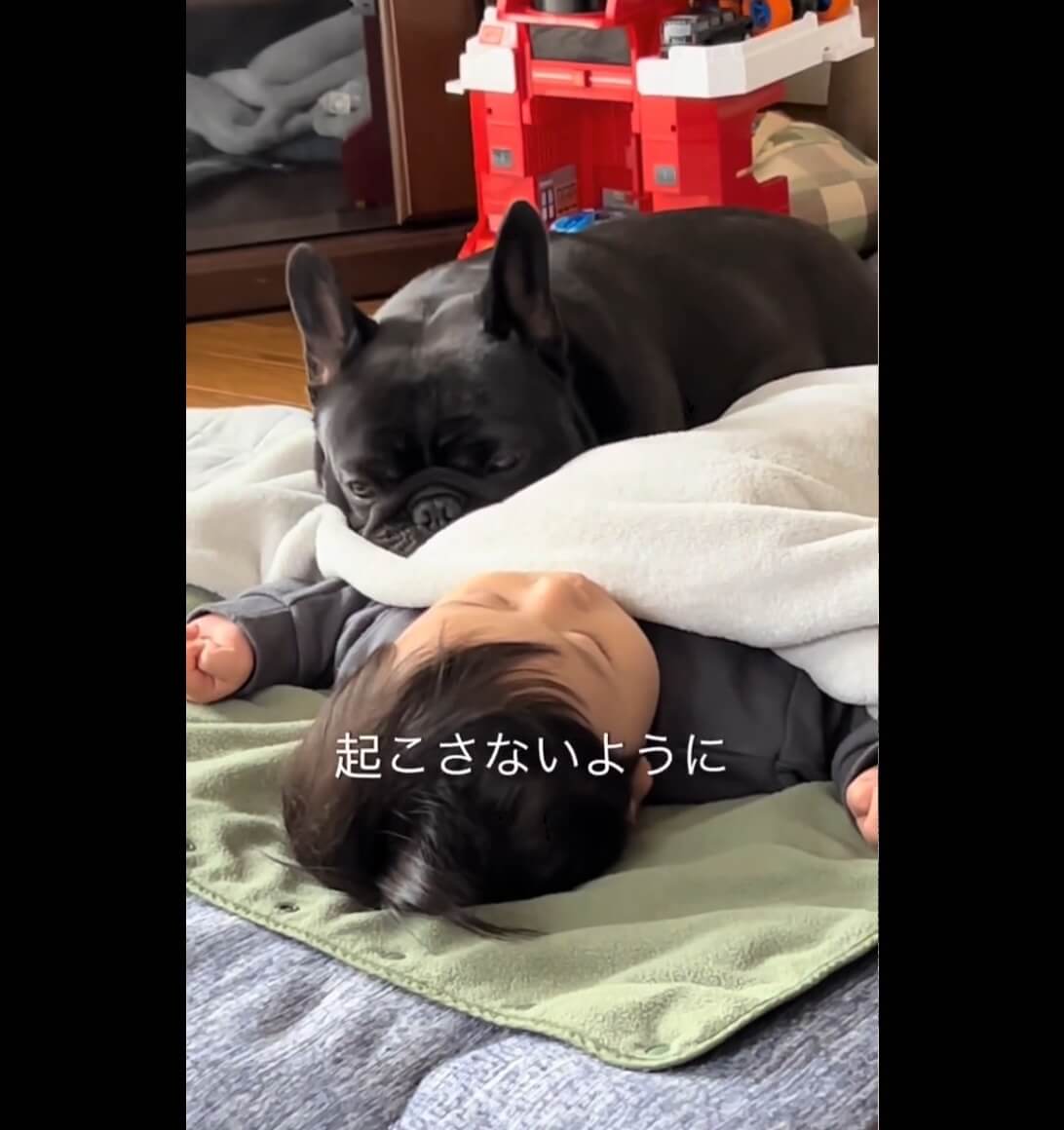 フレンチブルドッグ,動画