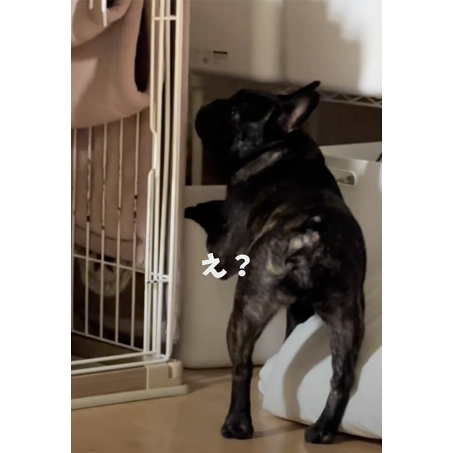 フレンチブルドッグ,動画