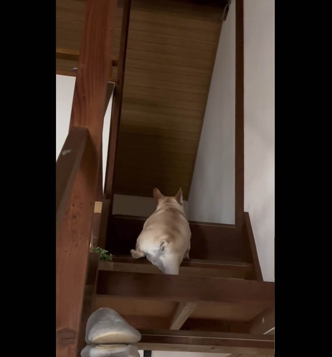 フレンチブルドッグ,動画