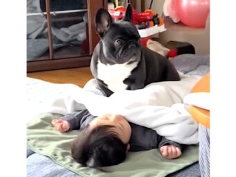 フレンチブルドッグ,動画