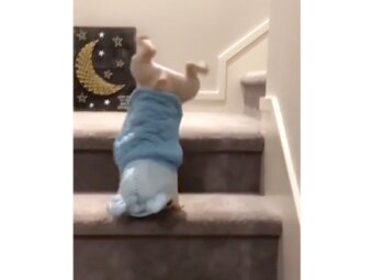 フレンチブルドッグ,動画