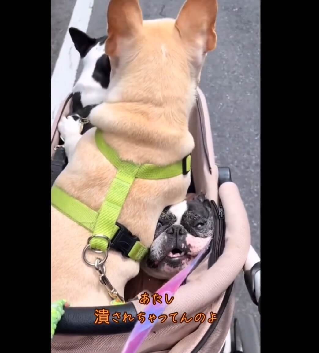 フレンチブルドッグ,動画