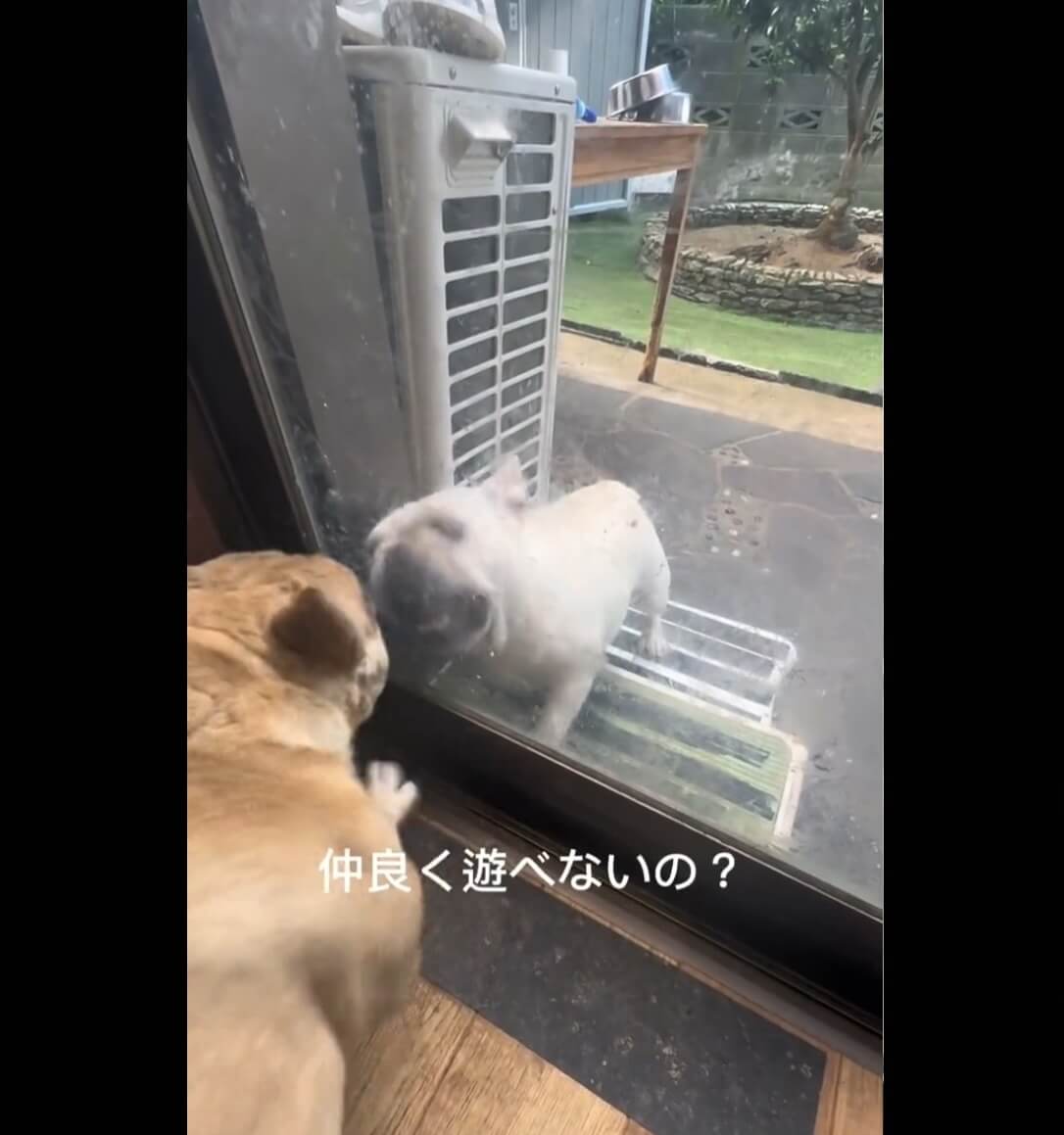 フレンチブルドッグ,動画