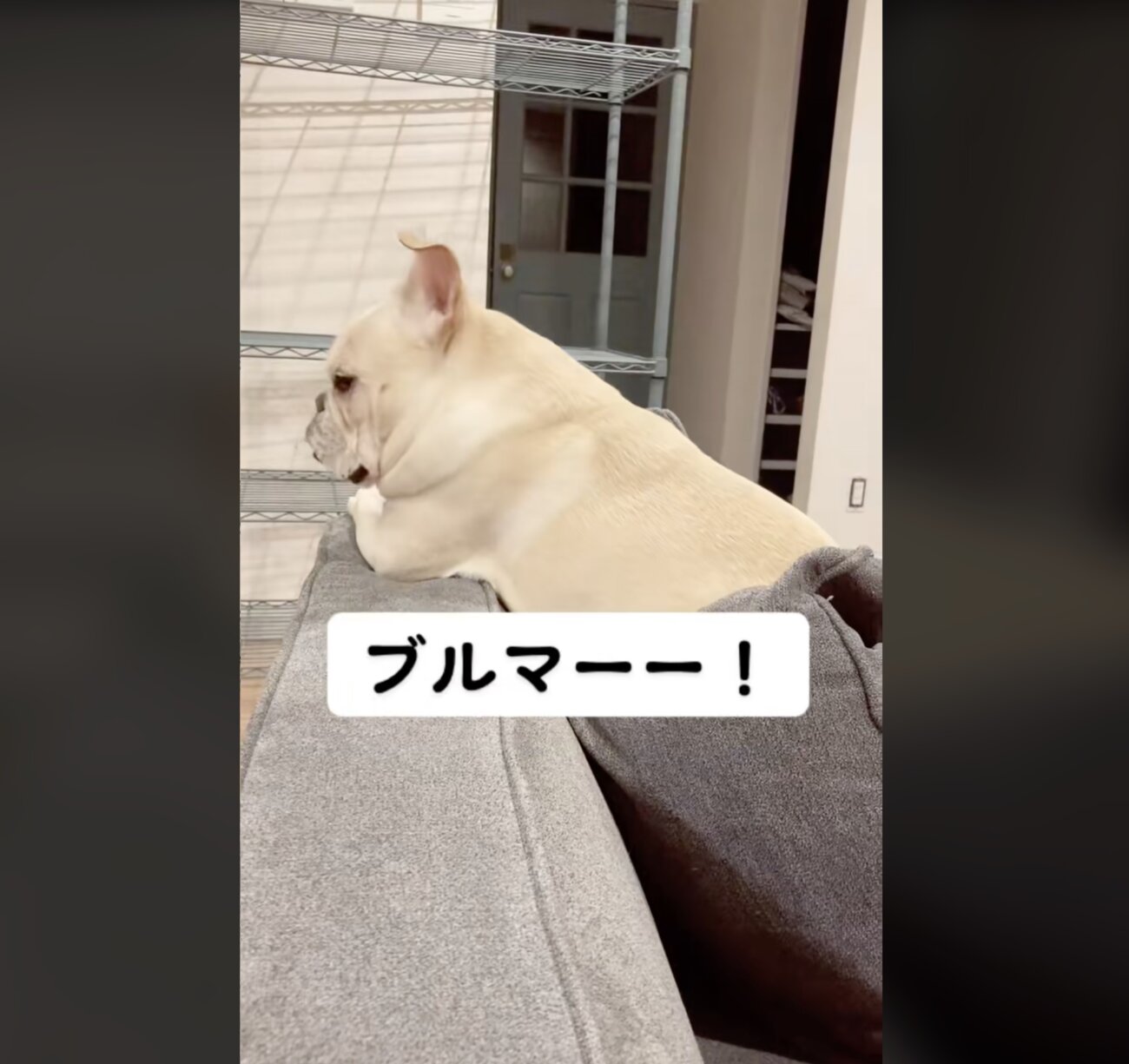 フレンチブルドッグ,動画