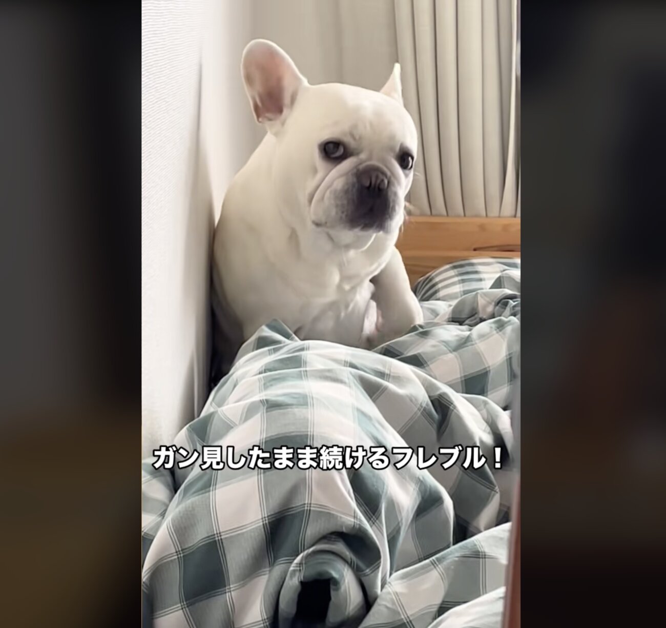 フレンチブルドッグ,動画