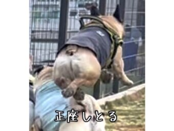 フレンチブルドッグ,動画