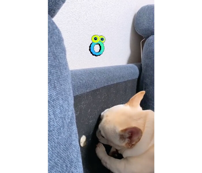 フレンチブルドッグ,動画