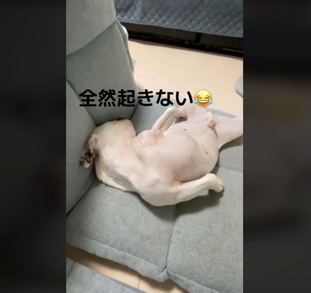 フレンチブルドッグ,動画