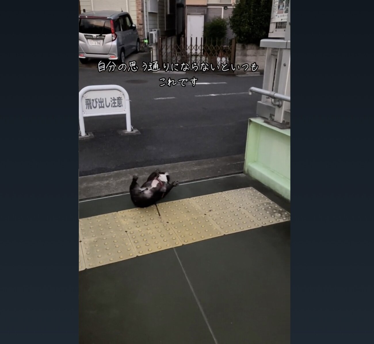 フレンチブルドッグ,動画