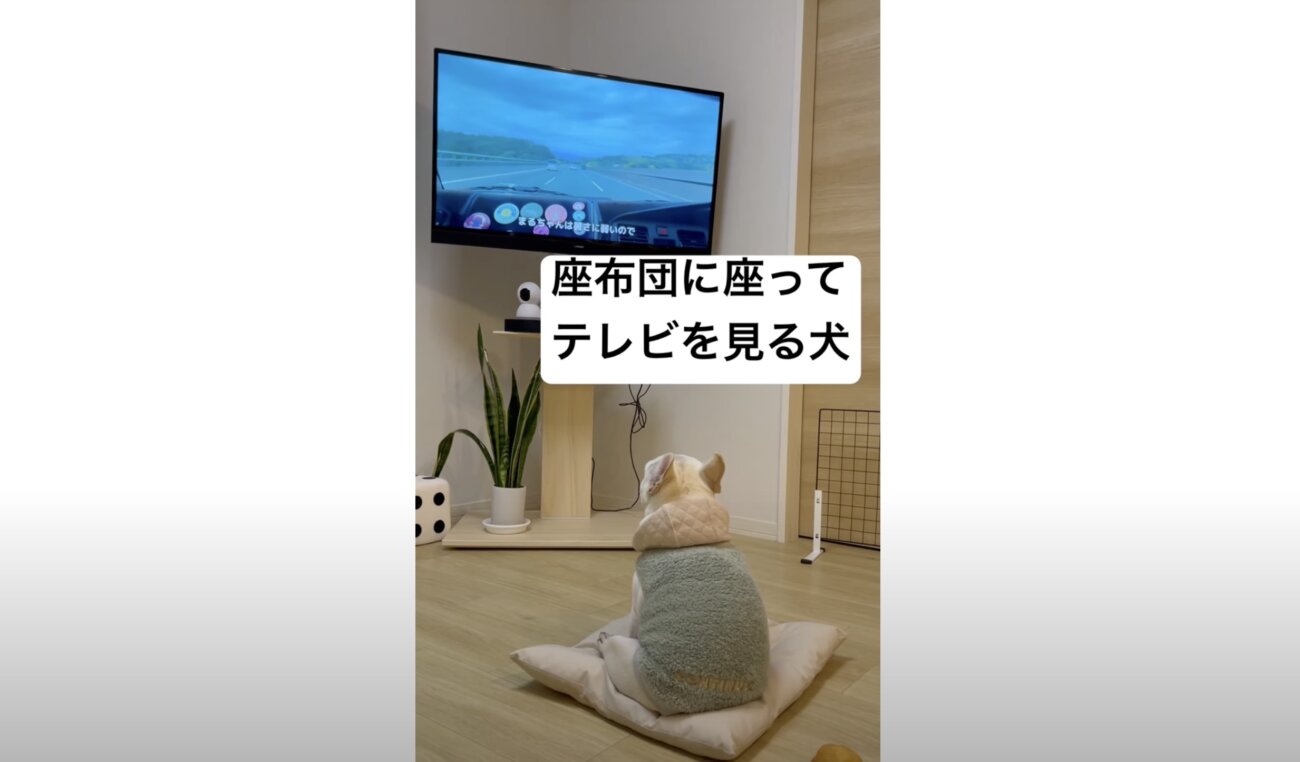 フレンチブルドッグ,動画