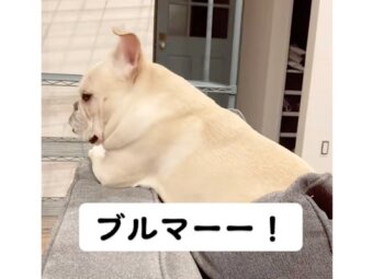 フレンチブルドッグ,動画