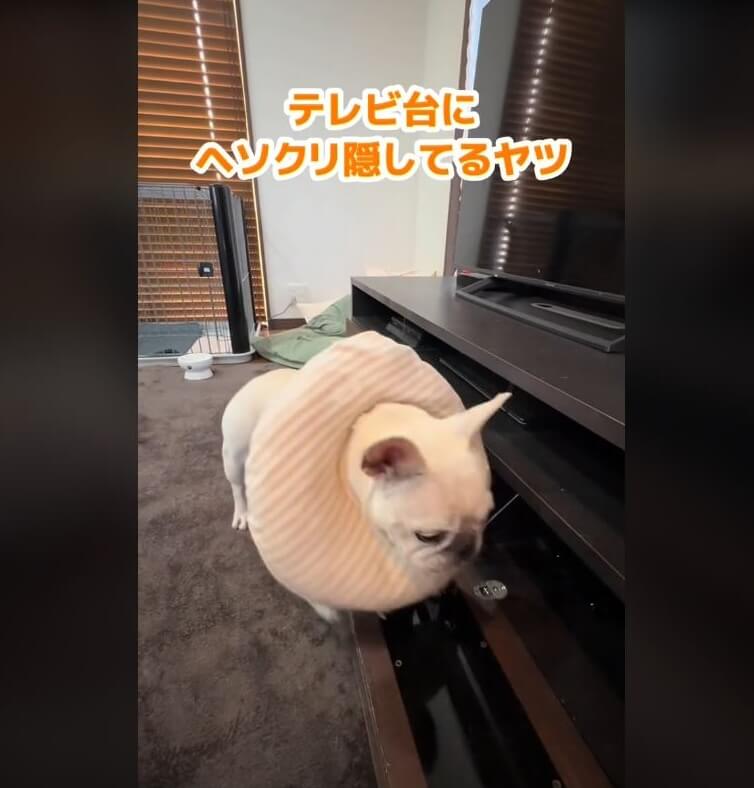 フレンチブルドッグ,動画