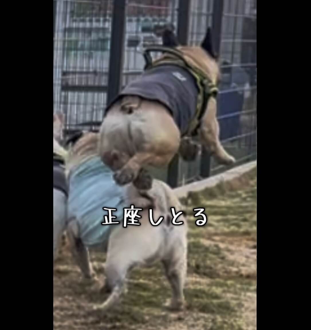 フレンチブルドッグ,動画
