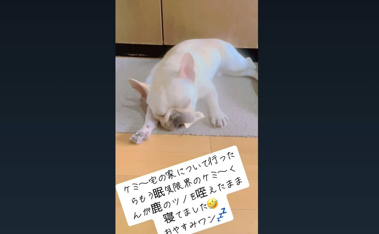 フレンチブルドッグ,動画
