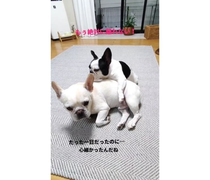 フレンチブルドッグ,動画
