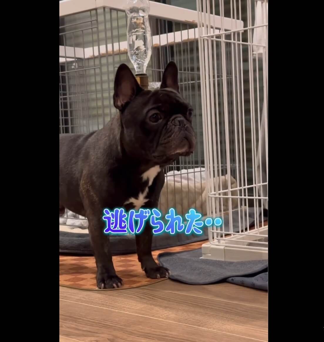 フレンチブルドッグ,動画