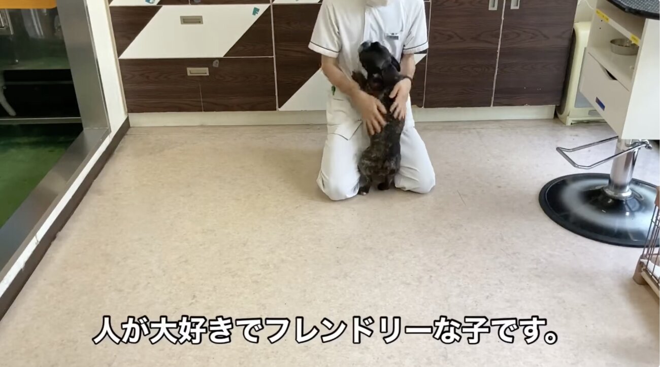 フレンチブルドッグ,動画