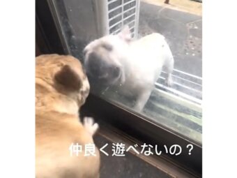 フレンチブルドッグ,動画