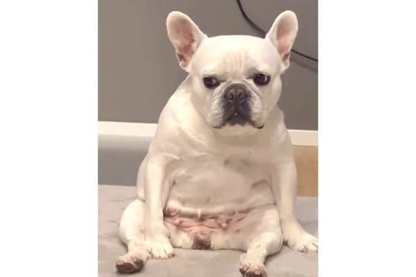 ﾊｧ…（ため息）」パパを見る目が冷たすぎるフレブルはなちゃん【動画