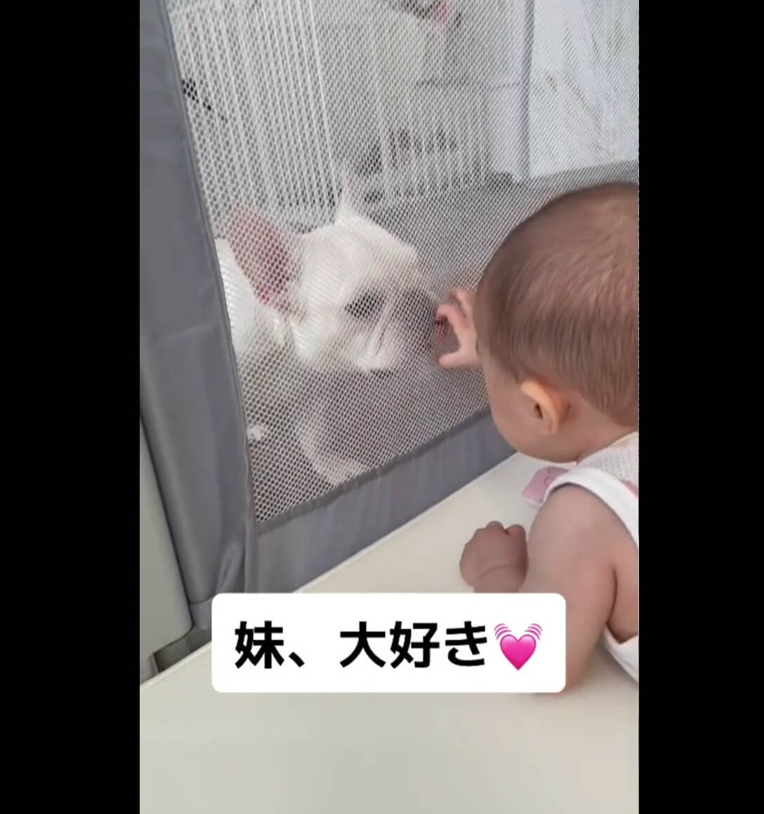 フレンチブルドッグ,動画