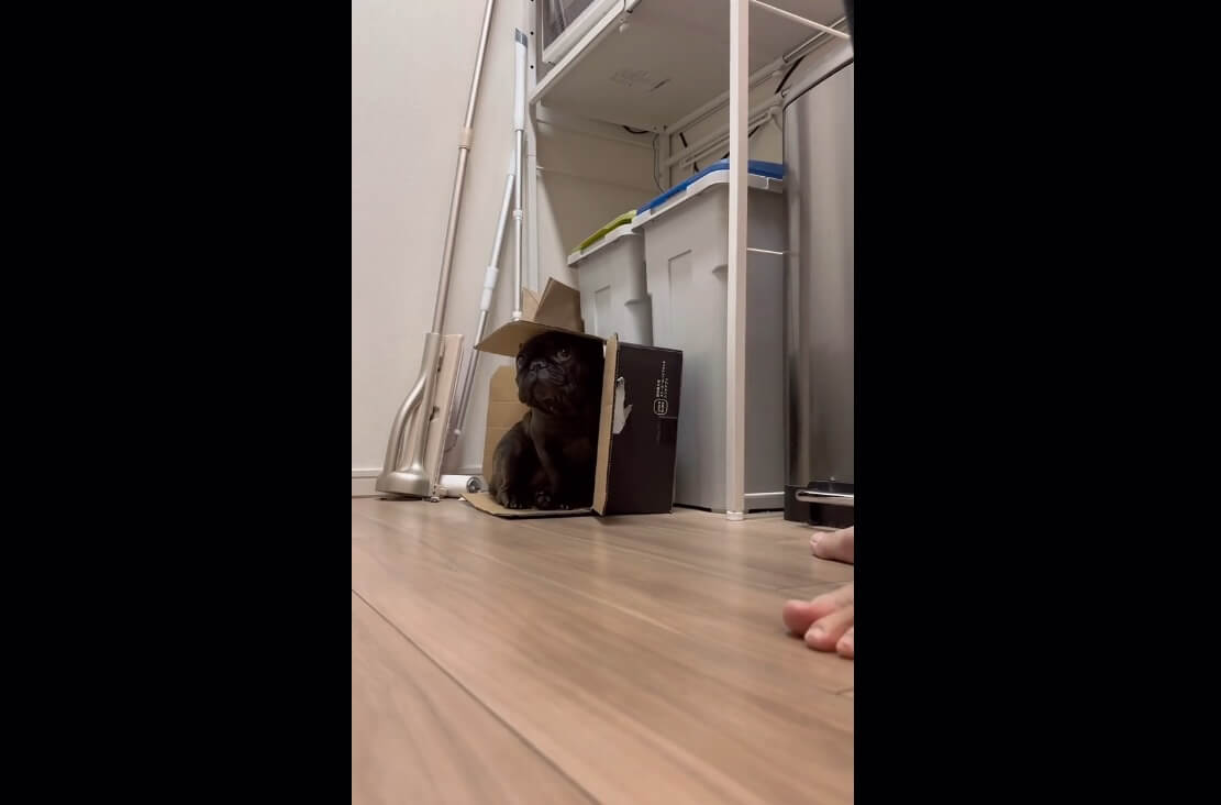 フレンチブルドッグ,動画