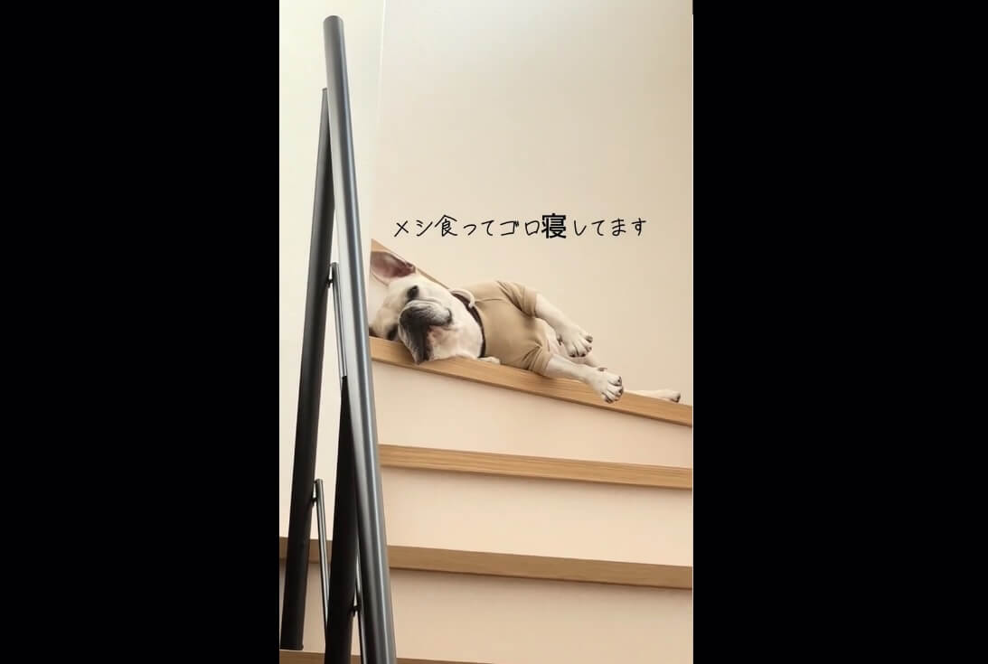フレンチブルドッグ,動画