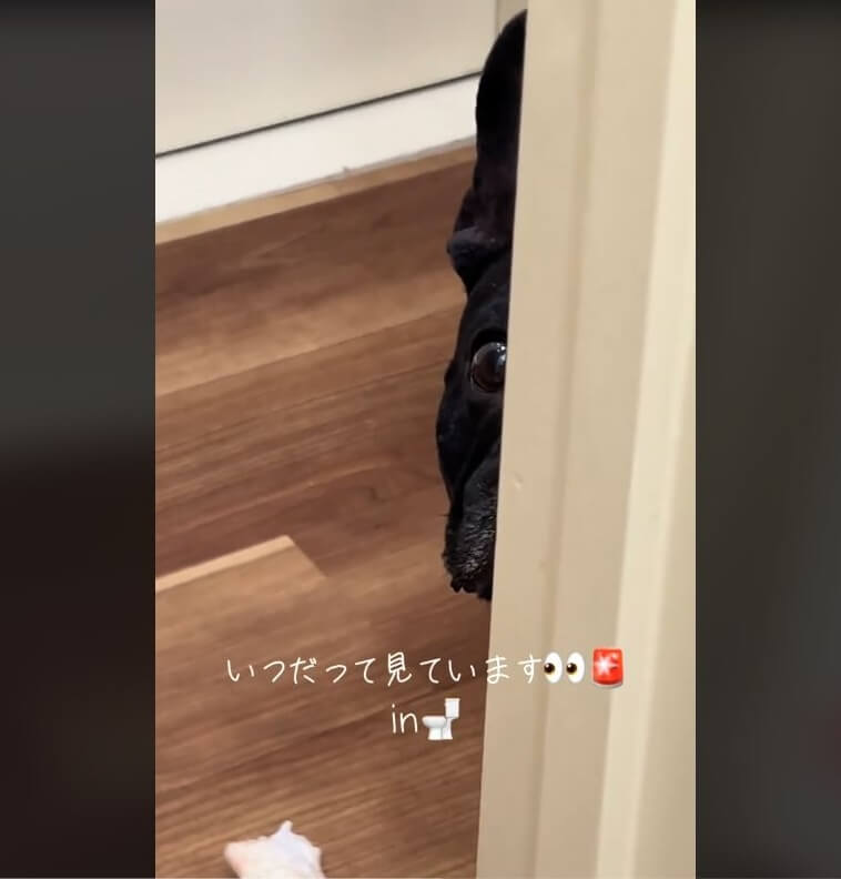 フレンチブルドッグ,動画