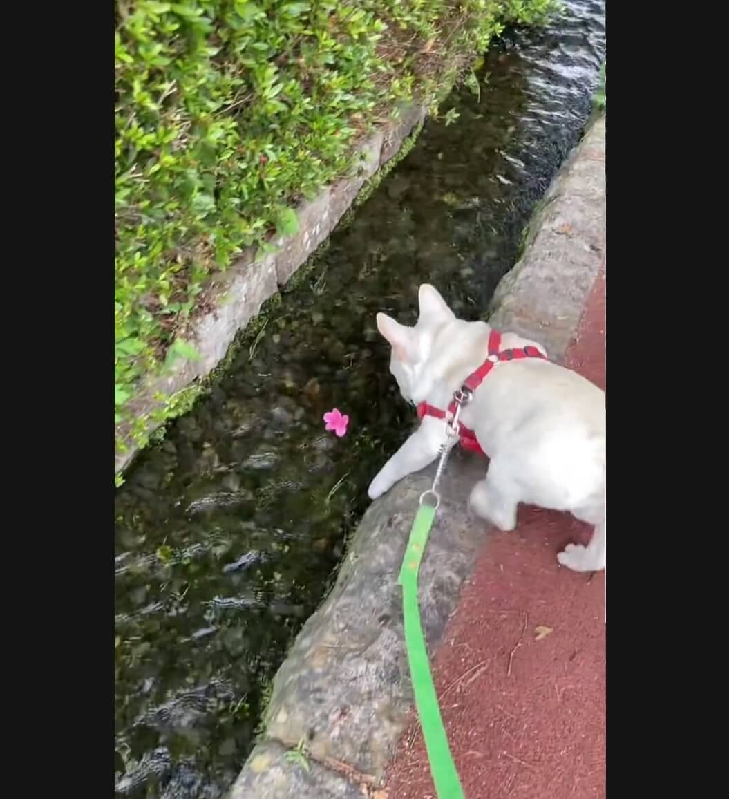フレンチブルドッグ,動画
