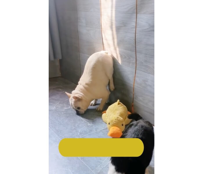 フレンチブルドッグ,動画