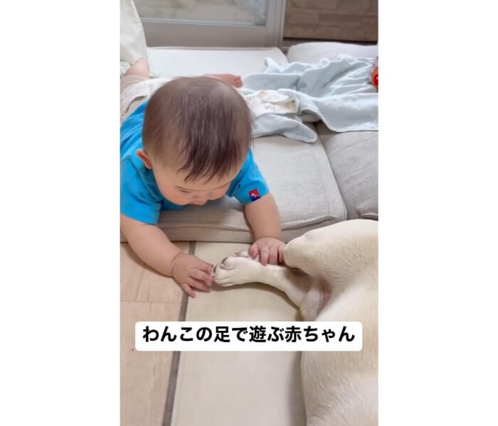 フレンチブルドッグ,動画