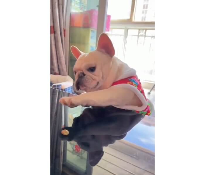 フレンチブルドッグ,動画