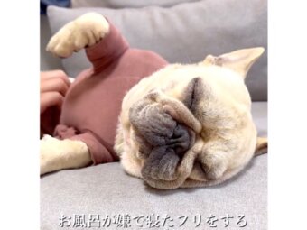 フレンチブルドッグ,動画