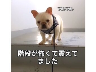 フレンチブルドッグ,動画