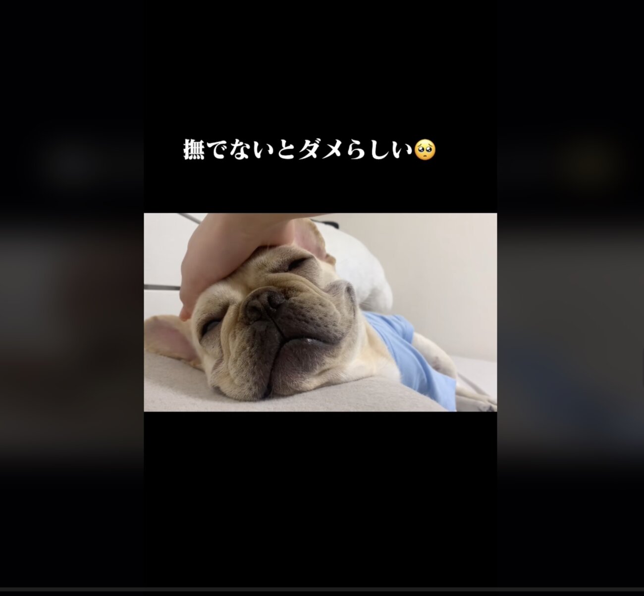 フレンチブルドッグ,動画
