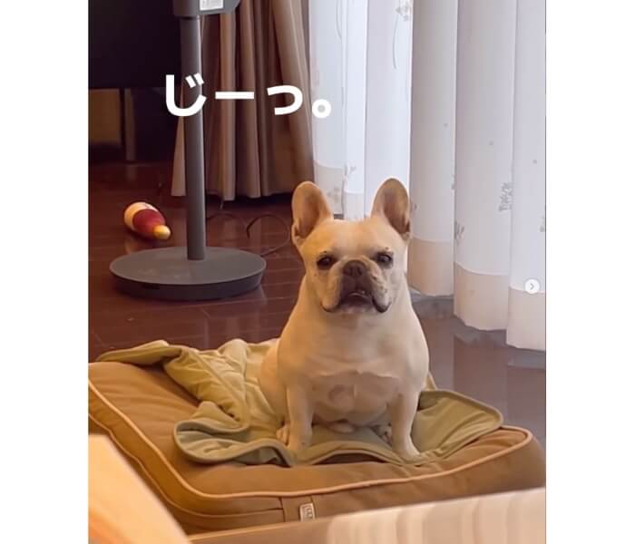 フレンチブルドッグ,動画