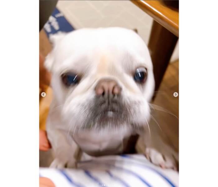 フレンチブルドッグ,動画