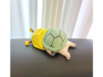 フレンチブルドッグ,動画